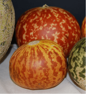 Tigger melon