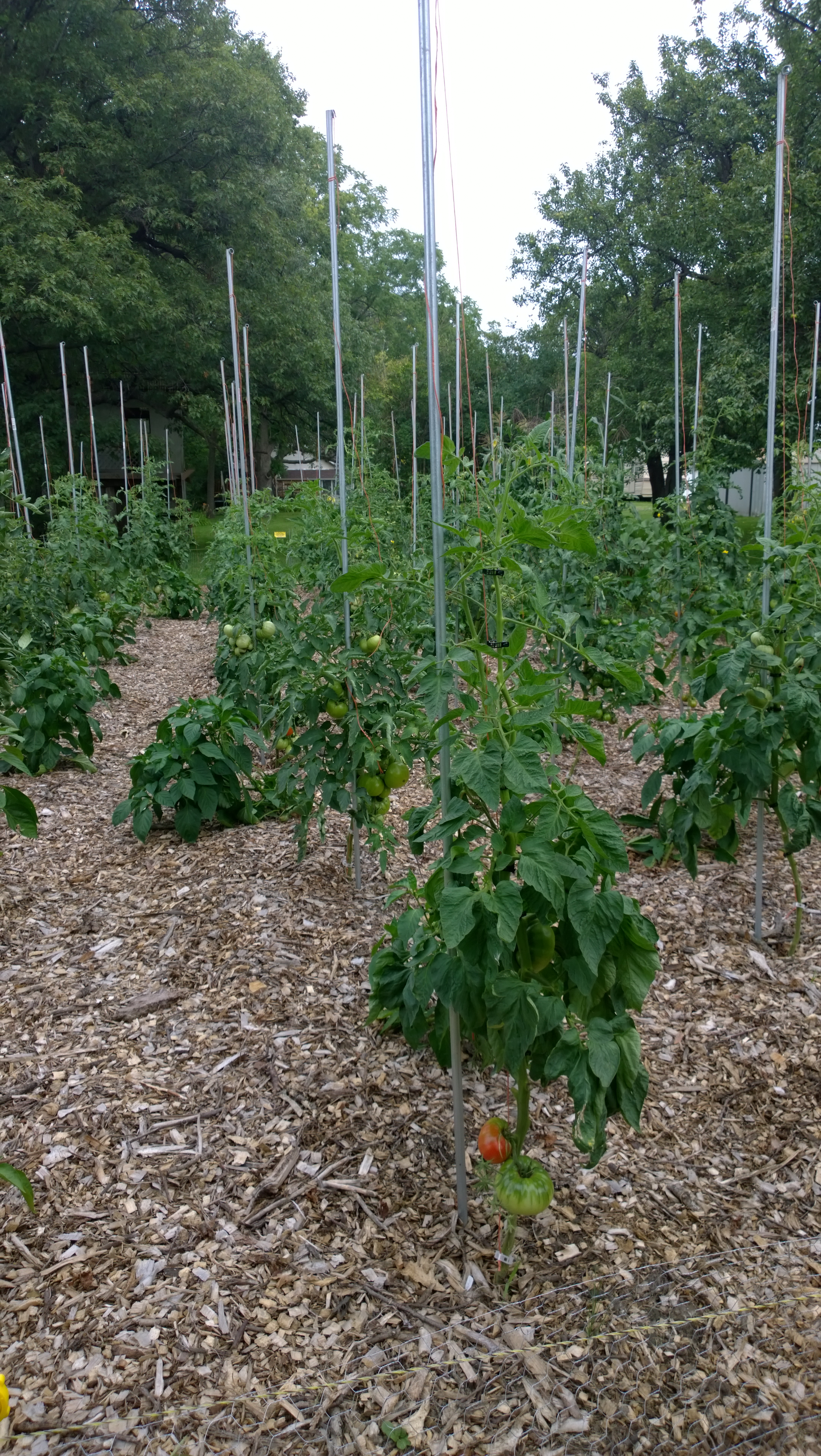 WP_20150805_17_40_04_Pro__highres (1)